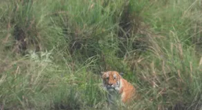 Temple chital homestay, safari and yoga - Image 4