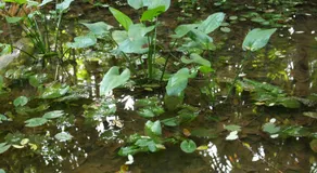 Villa Wave Spice - Image 4