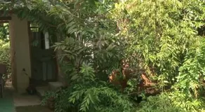 Jungle Room - Image 4