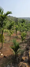 Ketki Aamrai Resort - Image 5