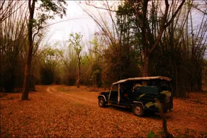 Dubare Elephant Camp-Jungle Lodges - Image 4
