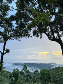 Forest 101 - Image 5