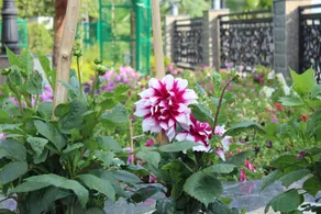 Dhauladhar Heights Resort - Image 5