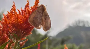 Ella Heaven View - Image 5