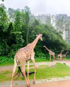 Lichuan Platinum Hotel (Guangzhou Changlong Wildlife Park Branch) - Image 5