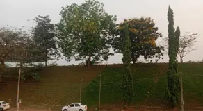 Airport Tree - Image 5
