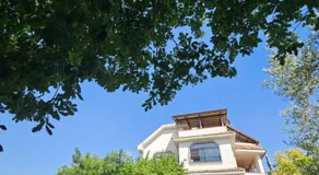 Quattro Olive - Image 3