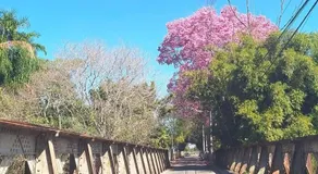 Lírio-da-paz - Image 4