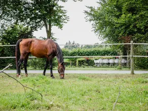 House in Leenderstrijp near Leenderbos Trails - Image 2