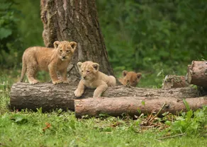 Pinewood - At Port Lympne Hotel & Reserve - Image 5