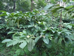 Spice Garden Farm house - Image 5