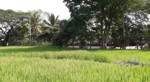 Hansika Guest Inn - Image 5