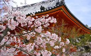 Guesthouse Kyoto Ekimae - Image 2
