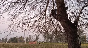 Padda Farm house - Image 4