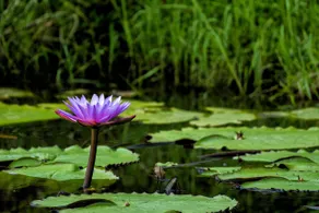 Vanatheeram Resorts Kattikulam Tholppety Wayanad - Image 3