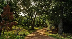 Scenic Glamping Tent Stay with Cozy Lounge Space in Smithville, Texas - Image 5