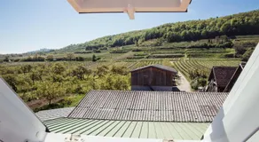 Weingut Jakob`s Ruhezeit - Image 4