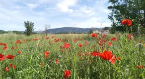 Holiday Park Zelenkovac - Image 4