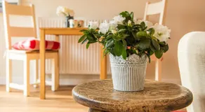 Paddock Cottage - Image 4