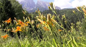 B&B DOLOMIA - Image 5