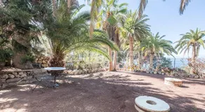 Flamboyán - Image 3