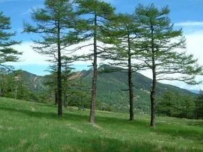 Takamine Mountain Lodge - Image 5