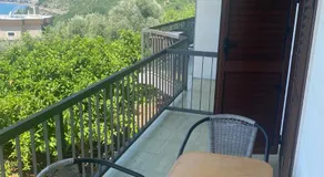 Green Olive 3 - Image 3