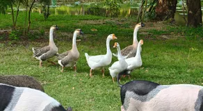 บ้านสวนปรีดา-Preda Garden Home - Image 5