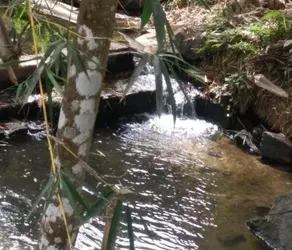 Wayanad Royal Stream - Image 3