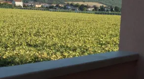 La dolce vita - Image 5