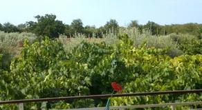Pansion Margerita - Image 3