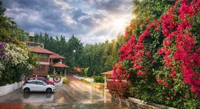 Bougainvillea - Image 4