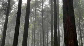 The Suite Forest FUKUOKA DAZAIFU -TOBARI- 1日1組限定の貸別荘 大型犬ペット可 - Image 5