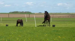 de Twee Paardjes - Image 5