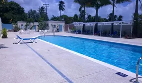 Halcyon Palm - Image 4