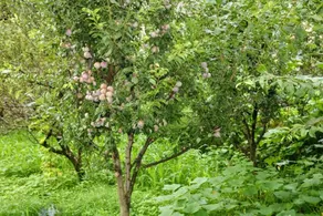 Atulyam Jibhi - Image 3