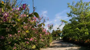 Chuanchom Resort Phuwiang - Image 3