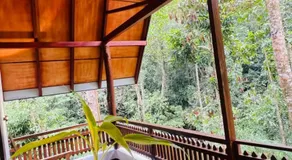 rainforest river song - Image 3
