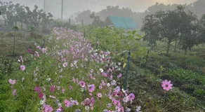 Northern Orchid คุ้มเอื้องเหนือรีสอร์ท - Image 3