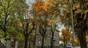 Dzeltenais Dāvids - Image 5