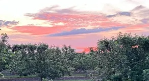Aplanty Studio in the Orchard - Image 5