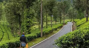 Blue mount stay - Image 3