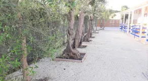 Gli Oleandri - Image 5