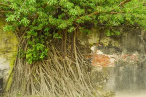 Love Anping - Image 5