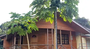 Cottage Mango - Image 4