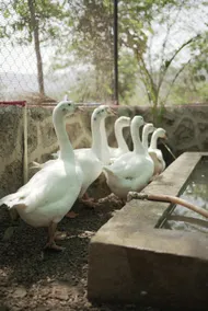 Gaudham Farm Stay Khopoli - Image 5