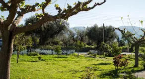 Olive Grove Zakynthos - Image 5