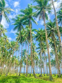 Presko Siargao - Image 4