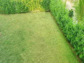 yolofarm255 - Image 4