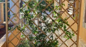 B&B Agrifoglio - Image 4